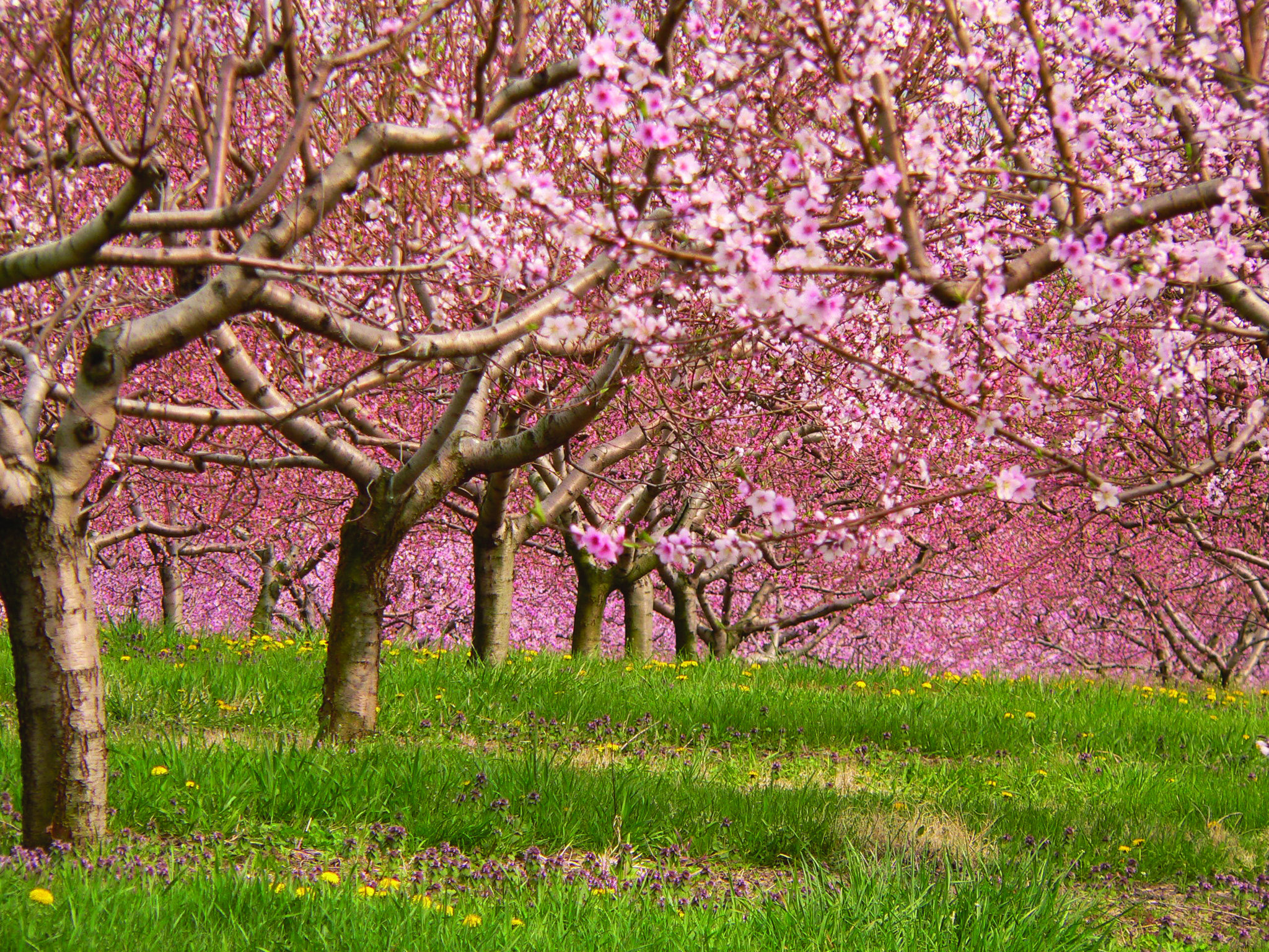 spring trees